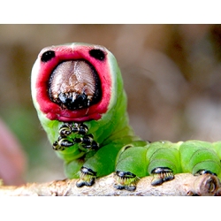 Puss Moth vinula 10 larvae